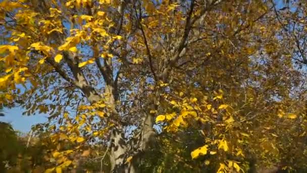 Herbst Bunte Blätter Auf Walnussbaum Nahaufnahme Der Steinfrüchte Des Walnussbaums — Stockvideo