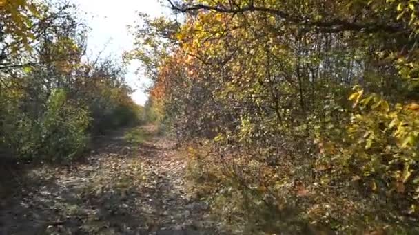 Caméra Déplace Long Ruelle Automnale Des Noyers Paysage Coloré Automne — Video