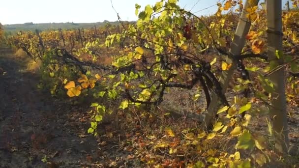 Podzimní Vinice Žluté Oranžové Červené Listy Révových Rostlinách Vineru Střela — Stock video