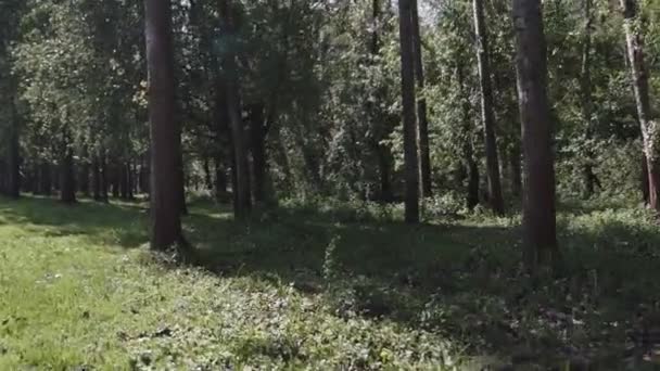 Камера Рухається Між Деревами Зеленому Лісі Громадському Парку — стокове відео