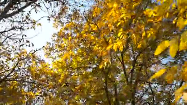 Feuilles Colorées Automne Sur Noyer Gros Plan Sur Les Fruits — Video