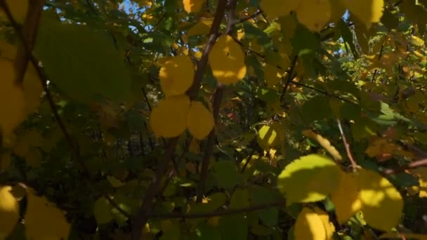 Färgglada Höstlöv Valnötsträd Närbild Singel Seedade Stenfrukter Valnötsträdet — Stockvideo