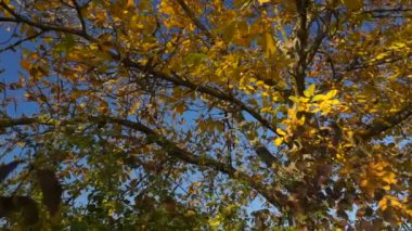 Sonbahar renkli ceviz ağacının yaprakları. Yakın kadar tek numaralı seribaşı Çekirdekli meyveler ceviz ağacı