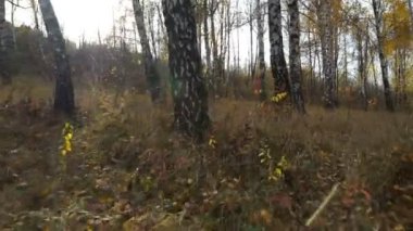 Ormandaki Güneşe Karşı Ağaçlar Arasındaki Hareket. Kamera bir Huş ağacının içinden geçer.