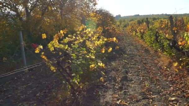 秋のブドウ園 ブドウの木のブドウの植物に黄色のオレンジ色の赤い葉 ステディカムショット — ストック動画