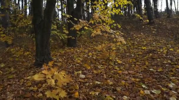 Rörelsen Skogen Mellan Träden Mot Solen Kameran Rör Sig Genom — Stockvideo