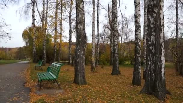 Ormandaki Güneşe Karşı Ağaçlar Arasındaki Hareket Kamera Bir Huş Ağacının — Stok video