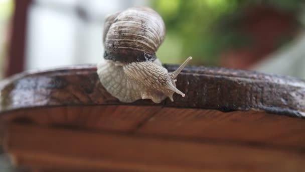 Escargot Faufile Dans Jardin Panneau Bois — Video