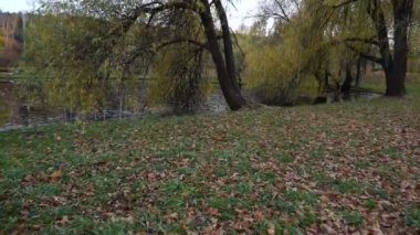 Sonbahar parkında sarı yapraklarla kaplı küçük bir göl. gimbal atış.