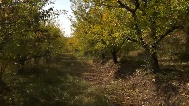 caméra se déplaçant entre les arbres dans la forêt d'automne 