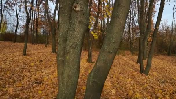 Le Mouvement dans la forêt contre le soleil. La caméra se déplace à travers un arbre .