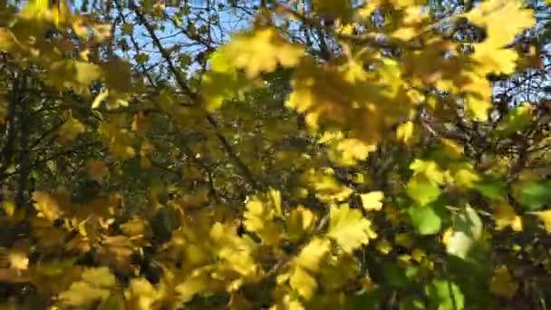 Feuilles Colorées Automne Sur Noyer Gros Plan Sur Les Fruits — Video