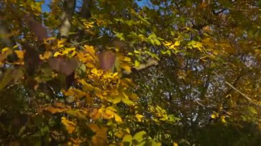 Sonbahar renkli ceviz ağacının yaprakları. Yakın kadar tek numaralı seribaşı Çekirdekli meyveler ceviz ağacı