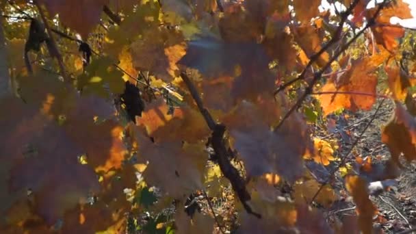 Herbstlicher Weinberg Gelb Orange Rote Blätter Weinreben Weinstock Steadicam Aufnahme — Stockvideo