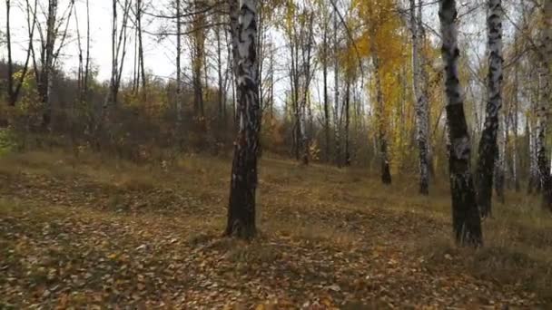 太陽に対する木々の間の森の動きカメラはバーチの木を通って移動します — ストック動画