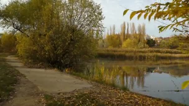 Small Lake Covered Yellow Leaves Autumn Park Gimbal Shot — Stock Video