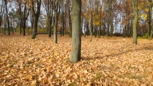 森林中反对太阳的运动 摄像机在树中移动 — 图库视频影像