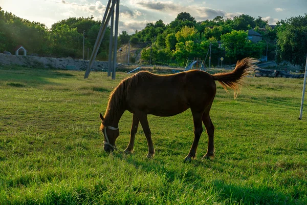 夏の草原に放牧されている若い馬. — ストック写真