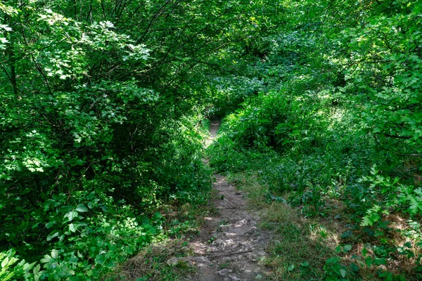 Un sendero forestal conduce a través de un denso y verde bosque soleado . —  Fotos de Stock