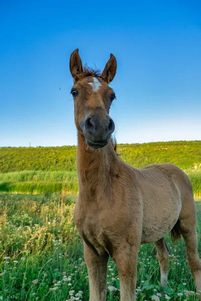 Image of young foal. — Stock Photo, Image