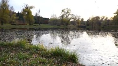 Sonbahar parkında sarı yapraklarla kaplı küçük bir göl. gimbal atış.