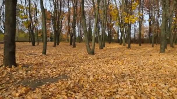 太陽に対する森の動きカメラは木の中を移動する. — ストック動画