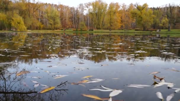 Sonbahar parkında sarı yapraklarla kaplı küçük bir göl. gimbal atış. — Stok video
