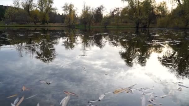 Pequeno lago coberto com folhas amarelas no parque de outono. tiro gimbal . — Vídeo de Stock