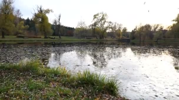 Kleiner See, bedeckt mit gelben Blättern im Herbstpark. Pistolenschuss. — Stockvideo