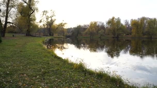 Őszi parkban sárga levelekkel borított kis tó. gimbal lövés. — Stock videók