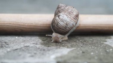 Helix pomatia Roma salyangoz ön aşırı makro closeup. Tahta bir sopa üzerinde sürünen büyük salyangoz.