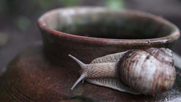 Frente Macro Extrema Primer Plano Helix Pomatia Caracol Romano Gran — Vídeos de Stock