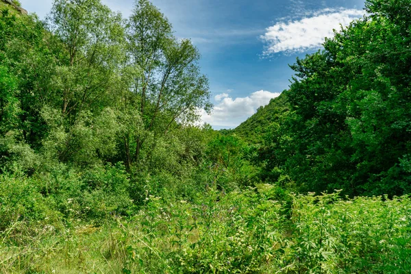 Beautiful green summer thick forest landscape with bright sunshine through the trees. — Stock Photo, Image