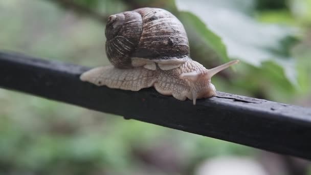 前极端宏观特写的螺旋波玛提亚罗马蜗牛 大蜗牛在绿叶上爬行 — 图库视频影像
