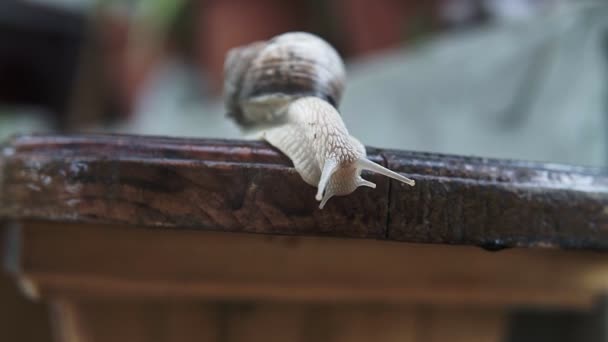 Frente Extrema Macro Closeup Caracol Helix Pomatia Roman Grande Caracol — Vídeo de Stock