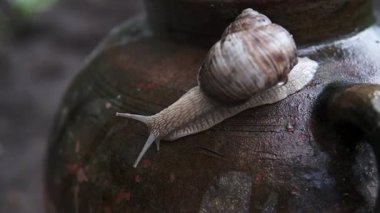 Helix pomatia Roma salyangoz ön aşırı makro closeup. Tahta bir sopa üzerinde sürünen büyük salyangoz.