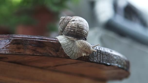 헬릭스 포마티아 달팽이의 극단적 매크로 클로즈업 막대기에 크롤링 달팽이 — 비디오