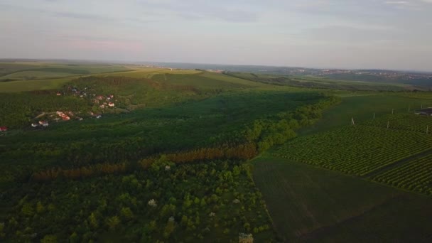 Slow Aerial Shot Flying Green Field Sunset — Stock Video