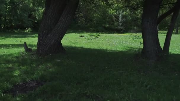 Caméra Déplaçant Entre Les Arbres Dans Forêt Verte Parc Public — Video