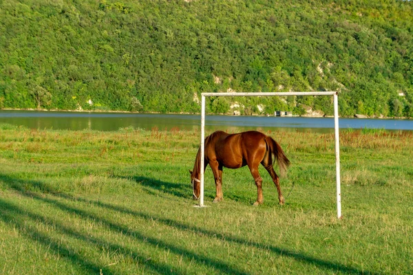 Le jeune cheval qui est brouté sur une prairie d'été . — Photo