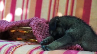 Yastıklar arasında gri kanepede oynayan küçük evcil hayvan yakın. Kapalı