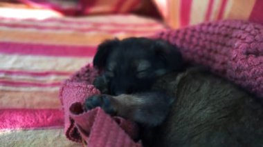 Sevimli köpek yavrusu cins Köpek uyku. Küçük köpek.