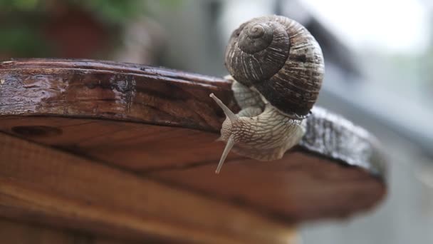 蜗牛爬过花园的木板 木板板 — 图库视频影像