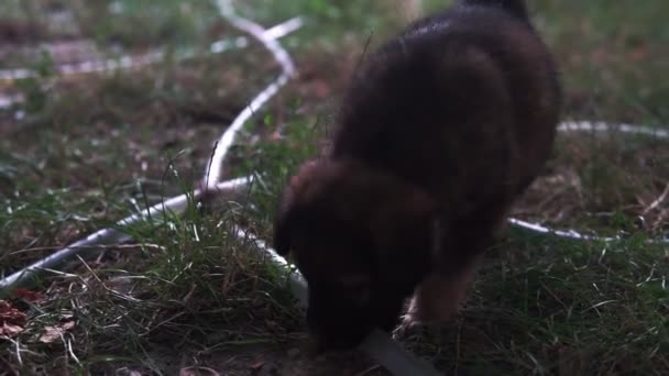 잔디에서 놀고있는 귀여운 강아지 — 비디오