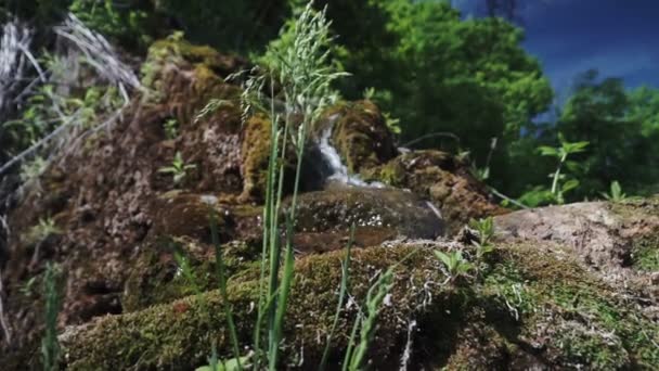 Petit Ruisseau Descendant Une Montagne Dans Une Forêt Entouré Mousse — Video