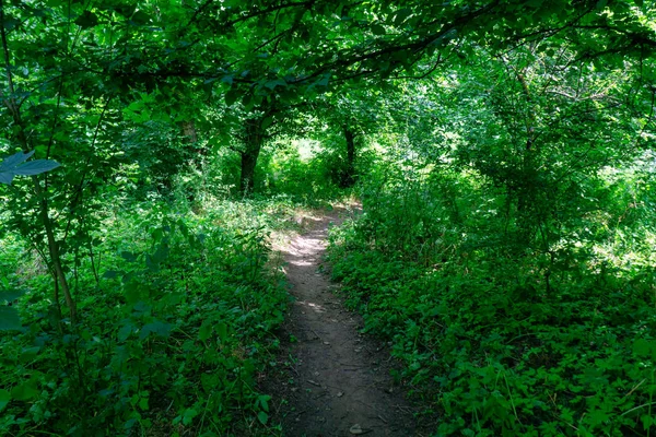 Um caminho de floresta leva através de uma densa e verde floresta ensolarada . — Fotografia de Stock