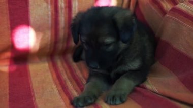 Yastıklar arasında gri kanepede oynayan küçük evcil hayvan yakın. Kapalı