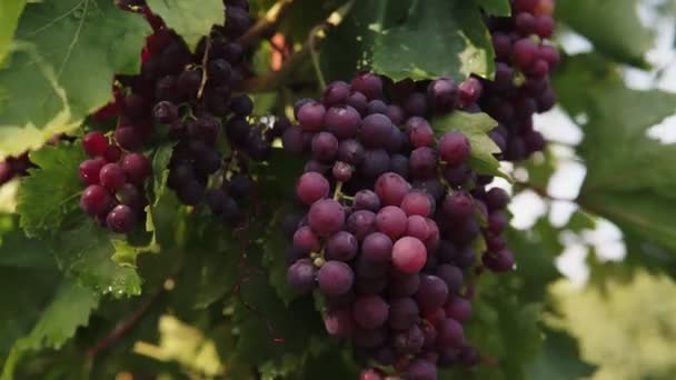 Grandes Grappes Raisins Violets Foncés Mûrs Lourds Avec Floraison Rangs — Video