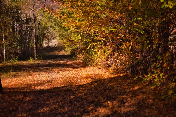 Paisagem de outono ensolarada com árvores douradas e céu azul em uma floresta — Fotografia de Stock