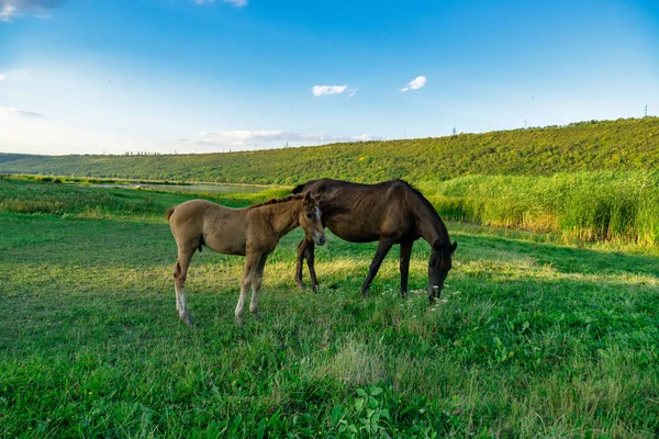 夏の牧草地での雌馬との戦い — ストック写真